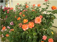 a7a7f62a-Picture 2792.jpg